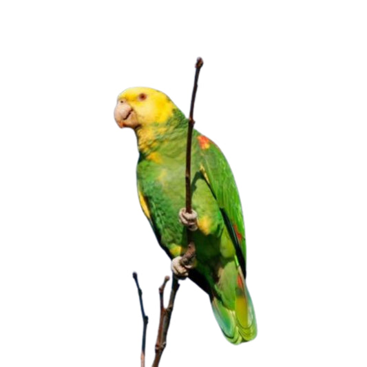 B29 Parrot Yellow Head Amazon