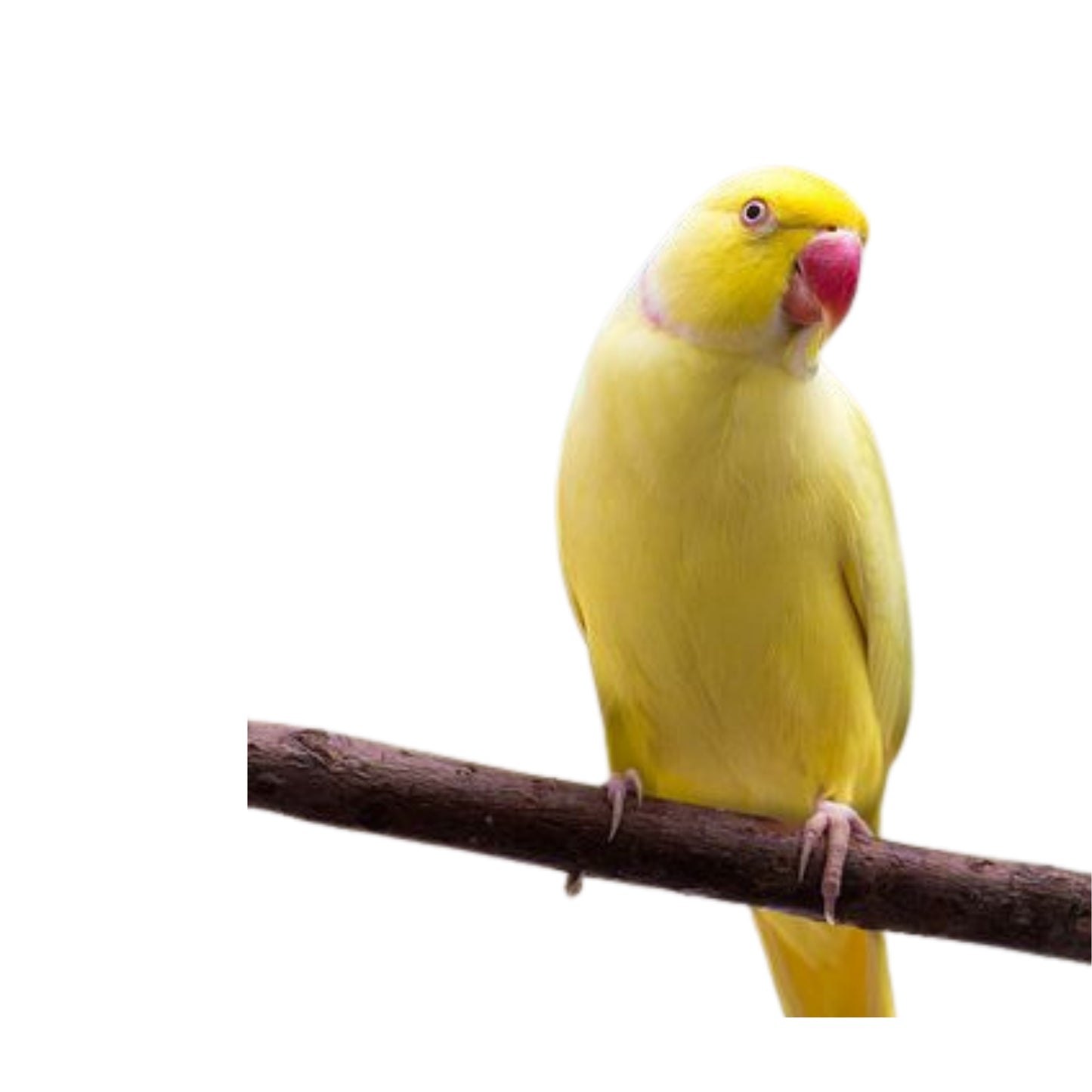 B30 Parrot Yellow Indian Ringneck