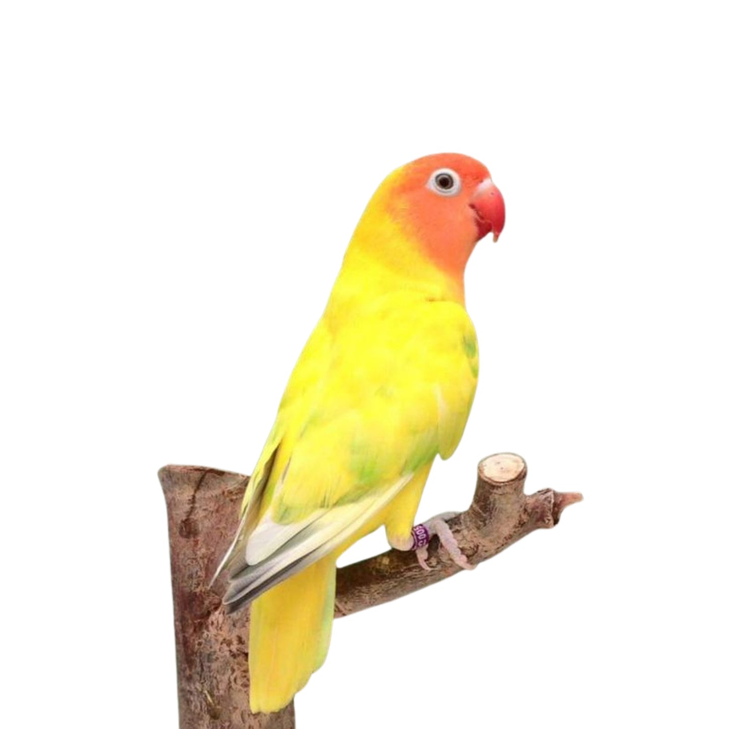 B31 Parrot Yellow Napa