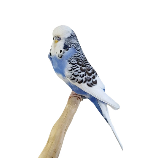 B32 Parakeet English