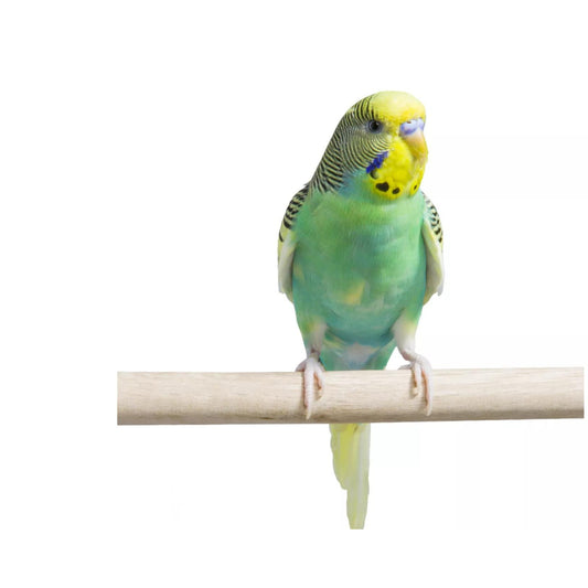 B34 Parakeet Fancy