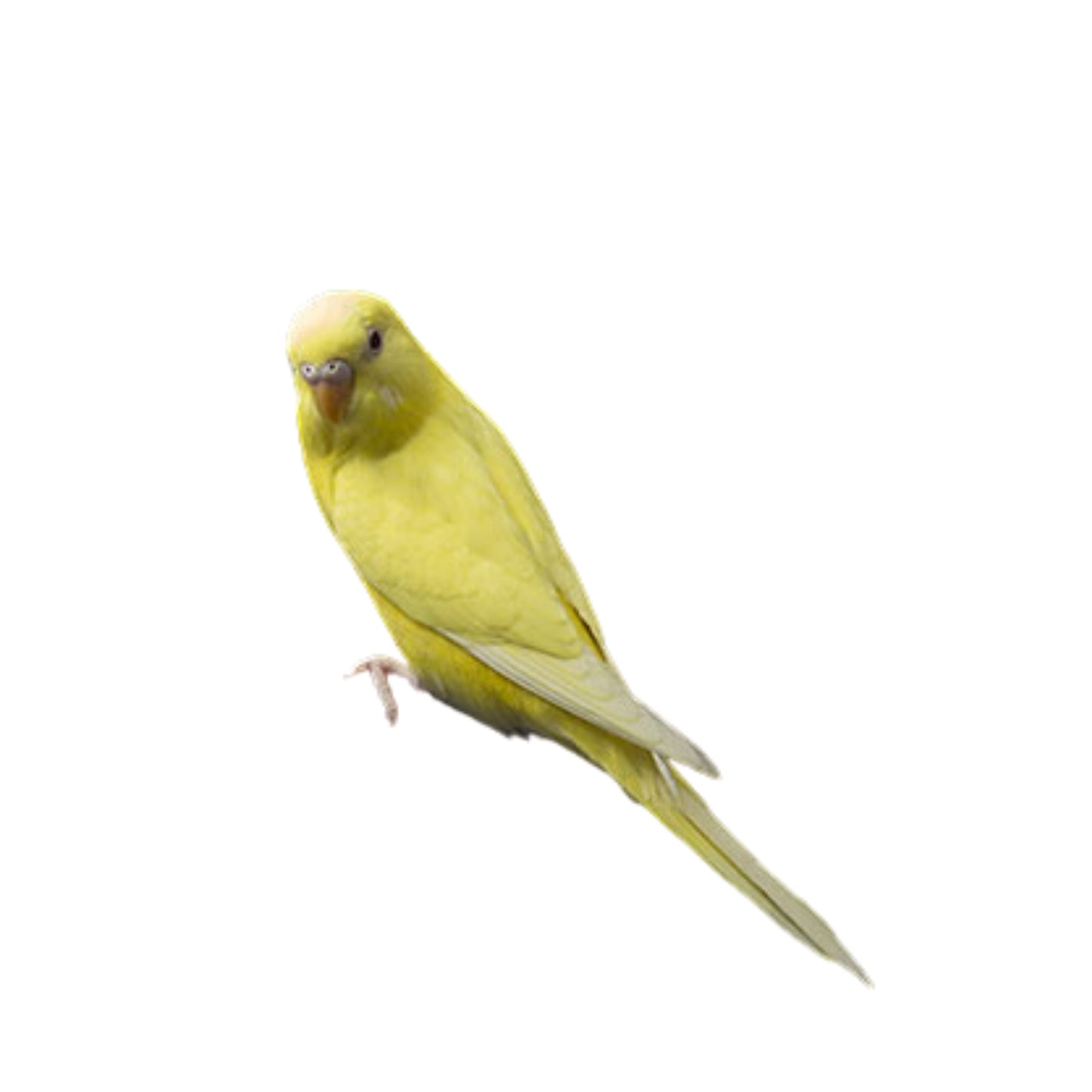 B35 Parakeet Yellow \ White