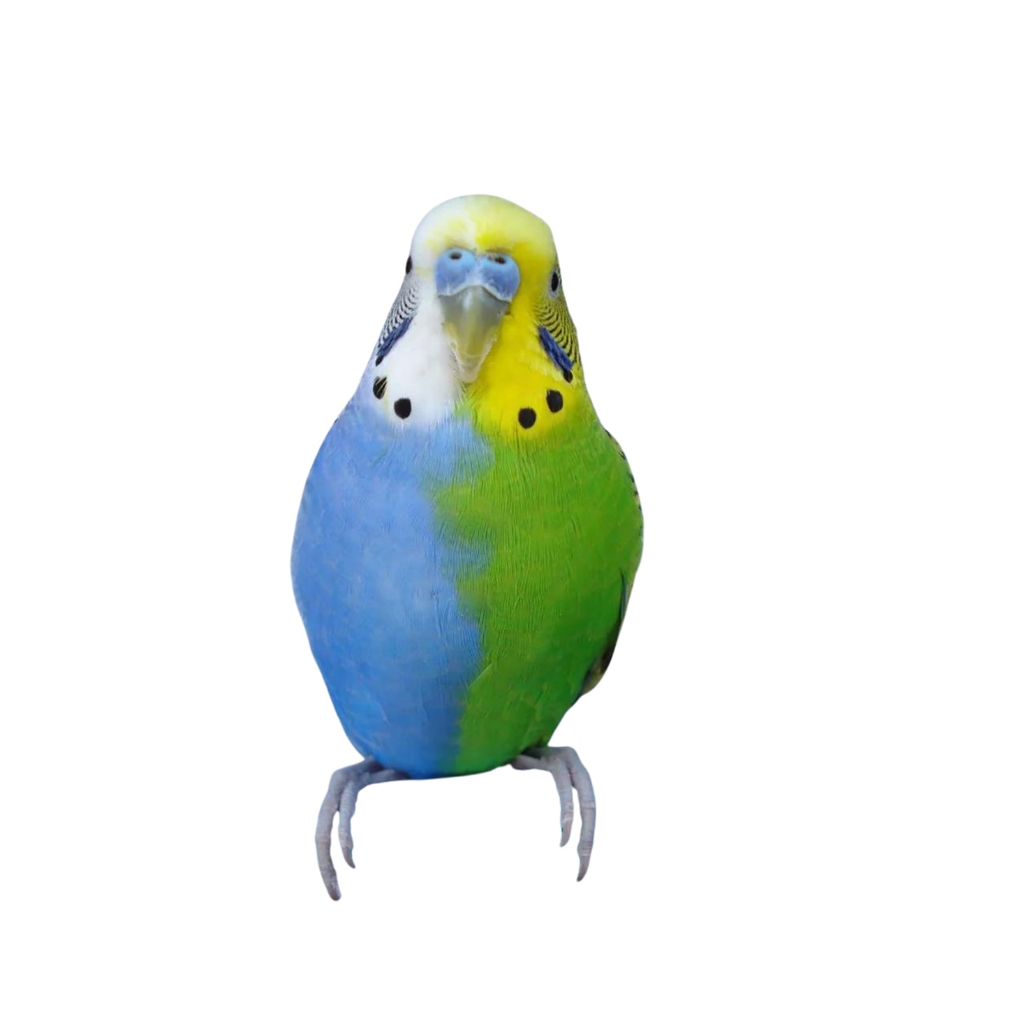 B36 Parakeet Regular- Green\Blue