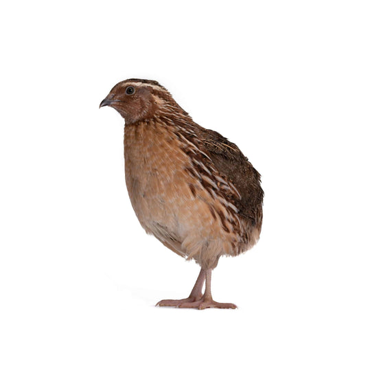 B37 Quail Regular