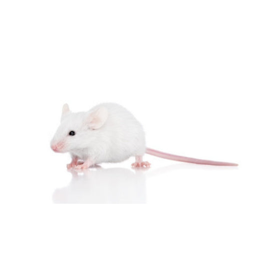 FD05 Mice Hoppers