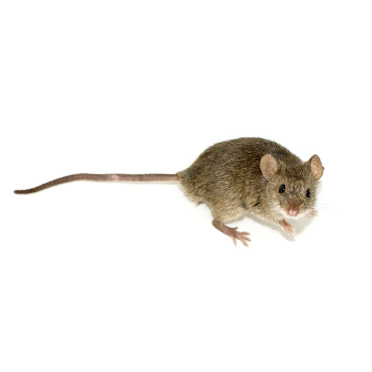 FD06 Mice Regular Small