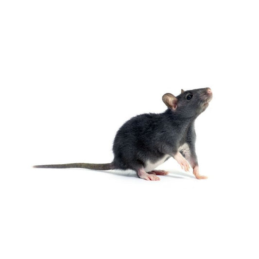 FD09 Rats Regular Small