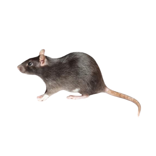 FD10 Rats Regular Medium