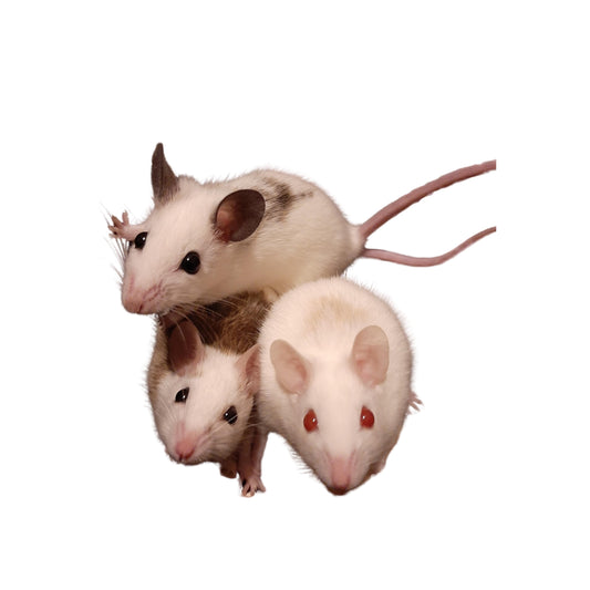 FD12 Rats African Suffer Small