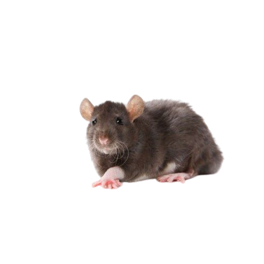 FD14 Rats African Suffer Large