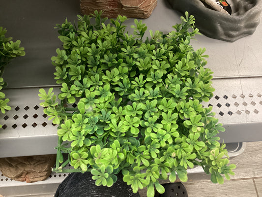 Squared leaves
