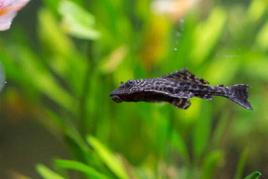 Pleco Small