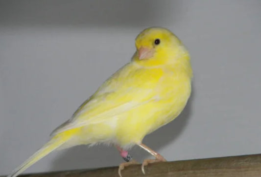 B06  Canary Mix