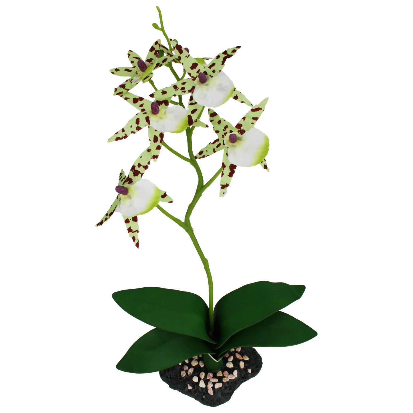 Komodo Spider Orchid Plant with Gravel