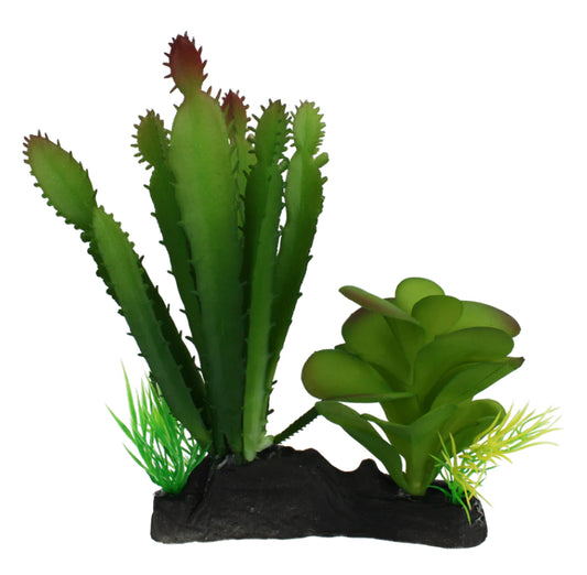 Komodo Cactus &amp; Succulent Aquarium Plant