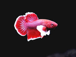 Dumbo Ear Betta Fish
