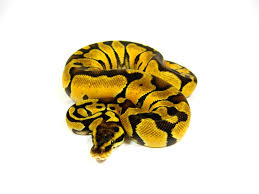 Enchi Pastel Python
