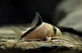 F25 Melini Cory Catfish M