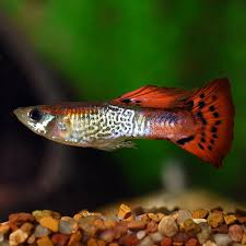 F55 Assorted Guppies