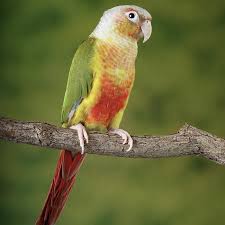B40 Pineapple Green Cheek Conure (Yellow)