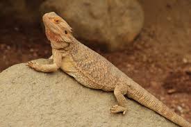 Bearded Dragon
