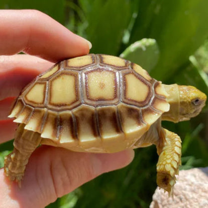 T12 Turtle Baby Sulcata 4 Month