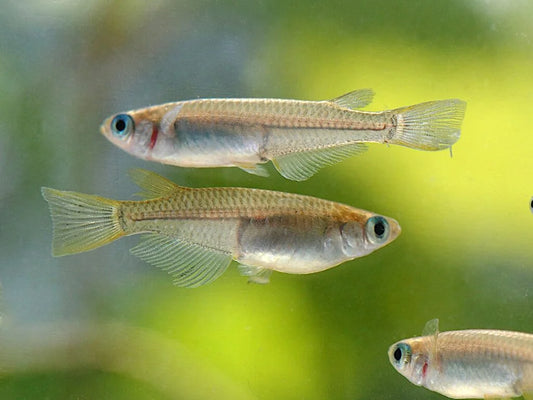 F95 Medaka Fish